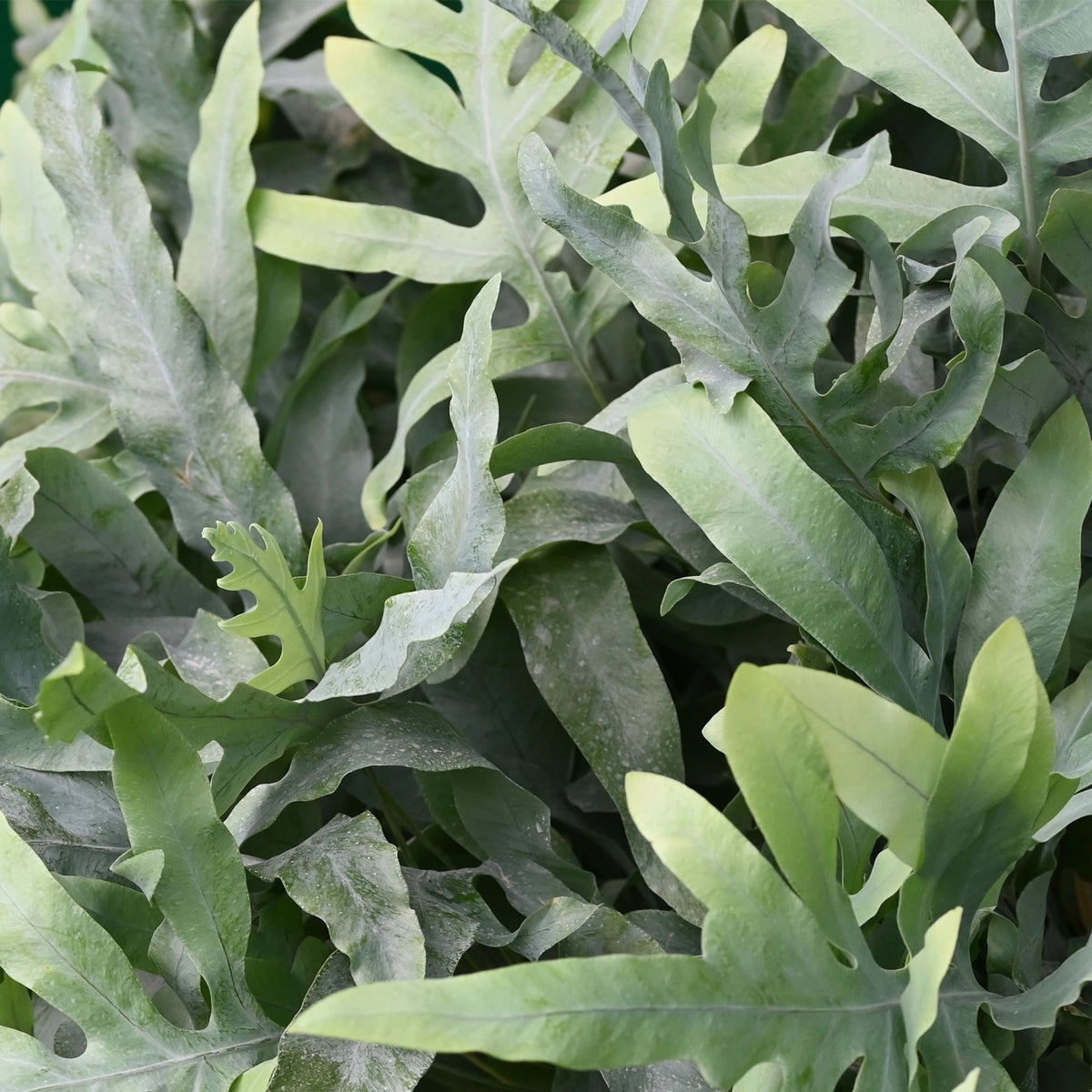 Houseplant - Phlebodium aureum Blue Star - Blue Fern - Pet-Friendly Plant - Blue - 2 Plants - with Potter Grey - Pot 12cm - Height 25cm