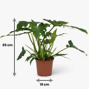 Indoor Plant - Philodendron - Philodendron Lacerum - Green - Low Maintenance - 1 Plant - Pot 19cm - Height 65cm