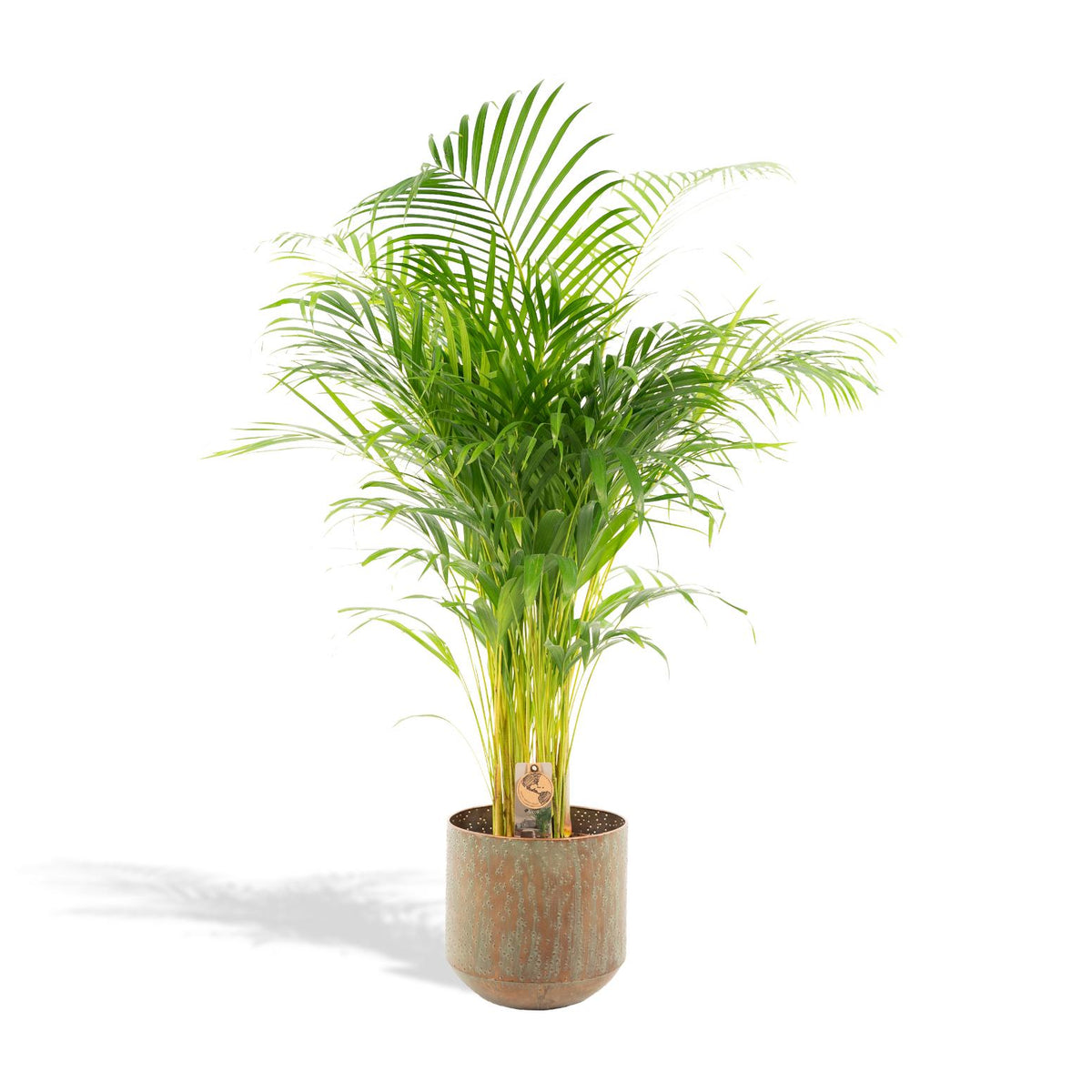 Areca palm with pot - ↨130cm - Ø24cm