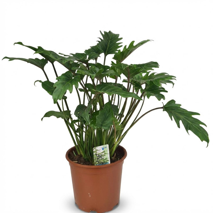 Indoor Plant - Philodendron - Philodendron Xanadu - Green - Low Maintenance - 1 Plant - Pot 19cm - Height 60cm