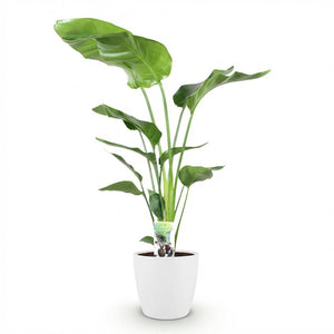 Houseplants - Strelitzia Nicolai - Bird of Paradise - Low maintenance - Green - 1 Plant - with Potter White - Pot 21cm - Height 110-120cm