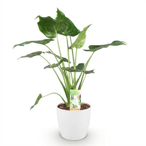 Houseplants - Alocasia Cucullata - Buddha's Hand - Low maintenance - Green - 1 Plant - with Potter White - Pot 21cm - Height 65-70cm