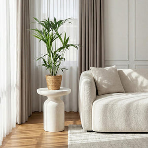 Houseplant - Howea Forsteriana - Kentia Palm - Low Maintenance - Green - 1 Plant - with Basket - Pot 19cm - Height 80-85cm