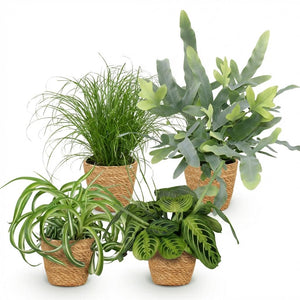 Houseplant - Chlorophytum - Cyperus - Phlebodium - Marantha - Mix of 4 - Pet-Friendly Plants - Green - 4 Plants - with Basket - Pot 12cm - Height 25cm