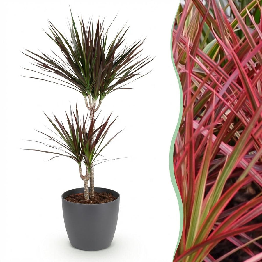 Houseplants - Dracaena Magenta - Dragon Tree - Low maintenance - with Potter Grey - Red - 1 Plant - with Potter Grey - Pot 21cm - Height 90-100cm