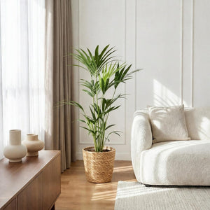 Houseplant - Howea Forsteriana - Kentia Palm - Low Maintenance - Green - 1 Plant - with Basket - Pot 21cm - Height 120-130cm