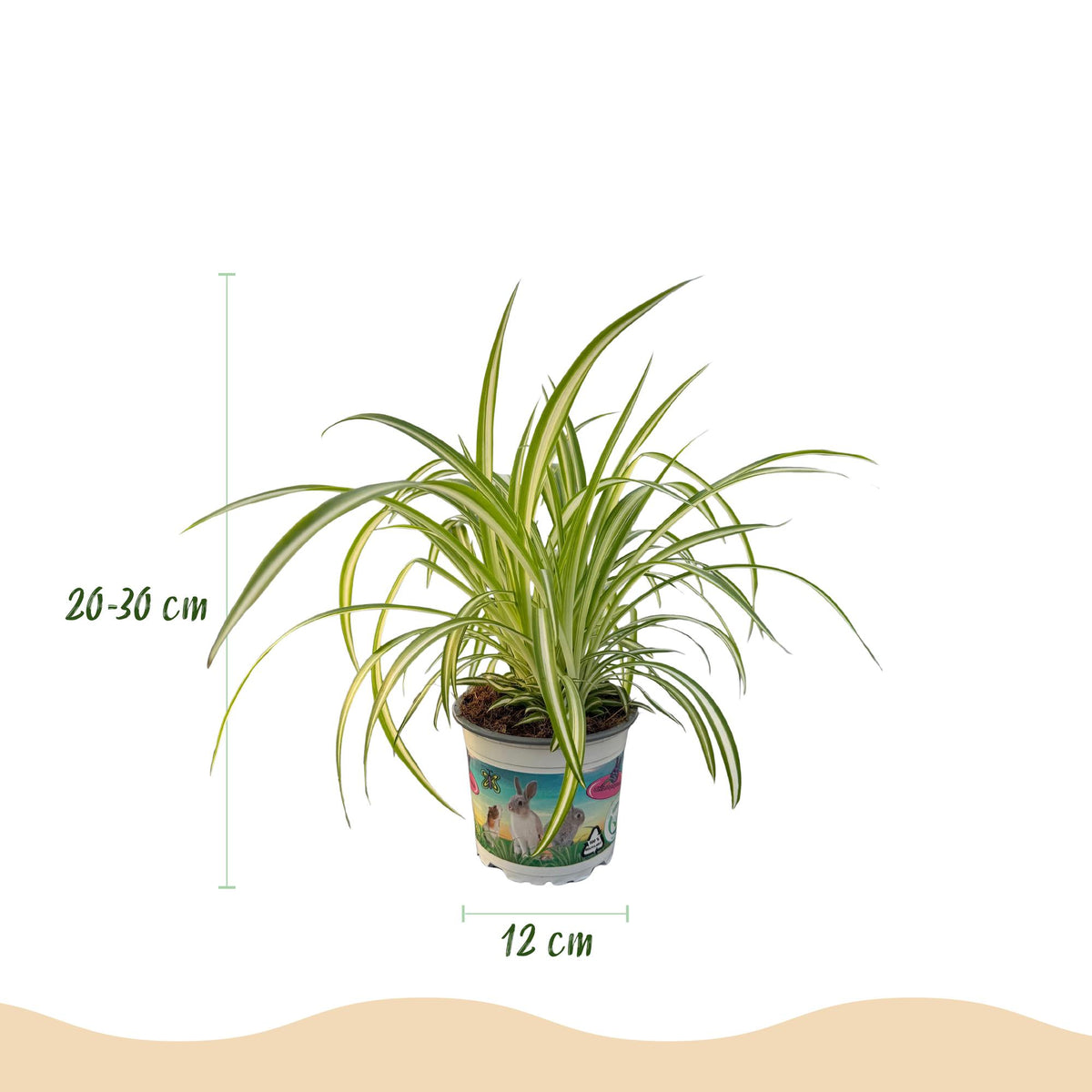 Houseplant - Cyperus - Calissia - Chlorophytum - Mix of 3 - Pet-Friendly Plants - Green - 3 Plants - with Potter Grey - Pot 12cm - Height 20cm