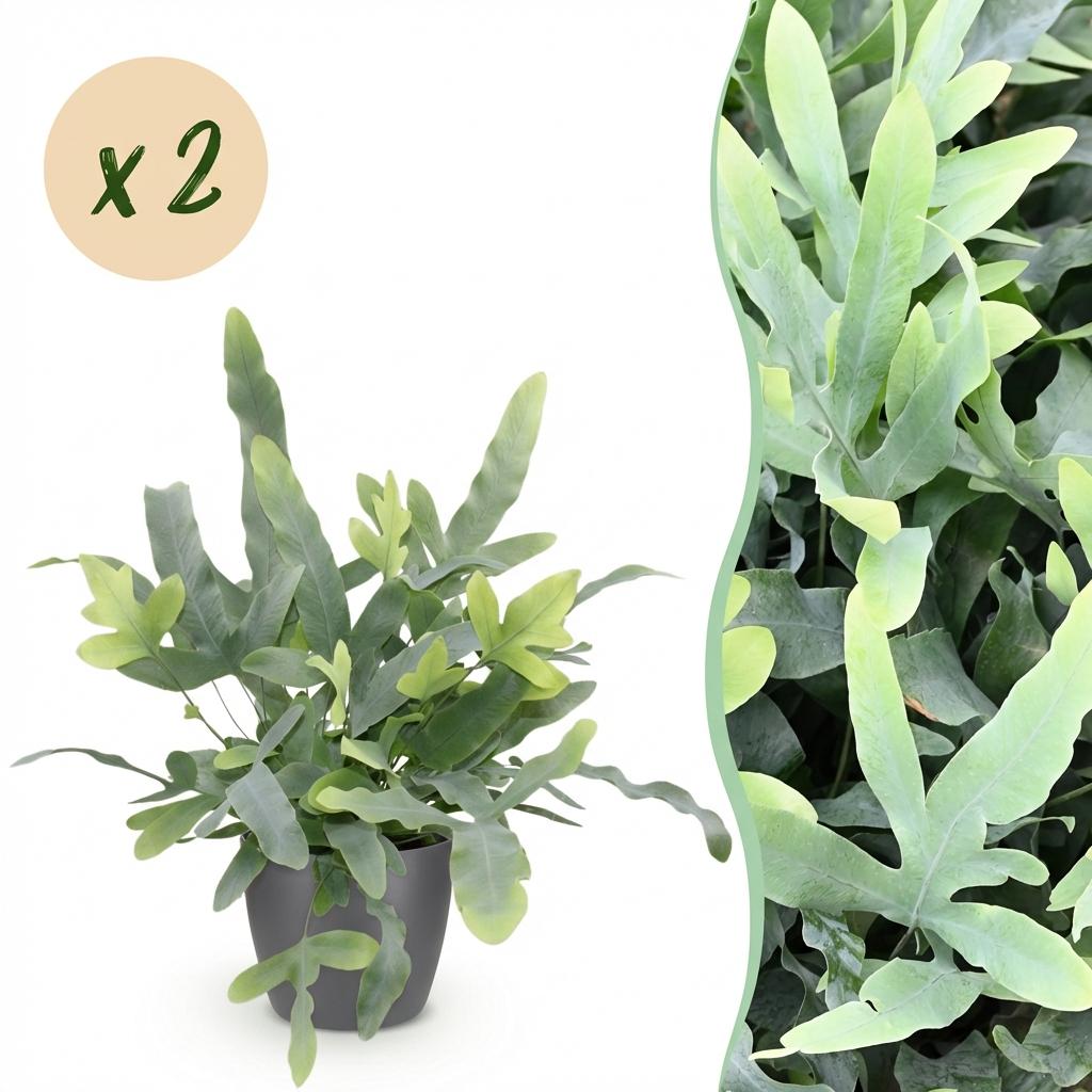 Houseplant - Phlebodium aureum Blue Star - Blue Fern - Pet-Friendly Plant - Blue - 2 Plants - with Potter Grey - Pot 12cm - Height 25cm