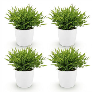 Houseplant - Bamusa Pogonatherum Monica - Bamboo Grass - Pet-Friendly Plant - Green - 4 Plants - with Potter White - Pot 12cm - Height 20cm