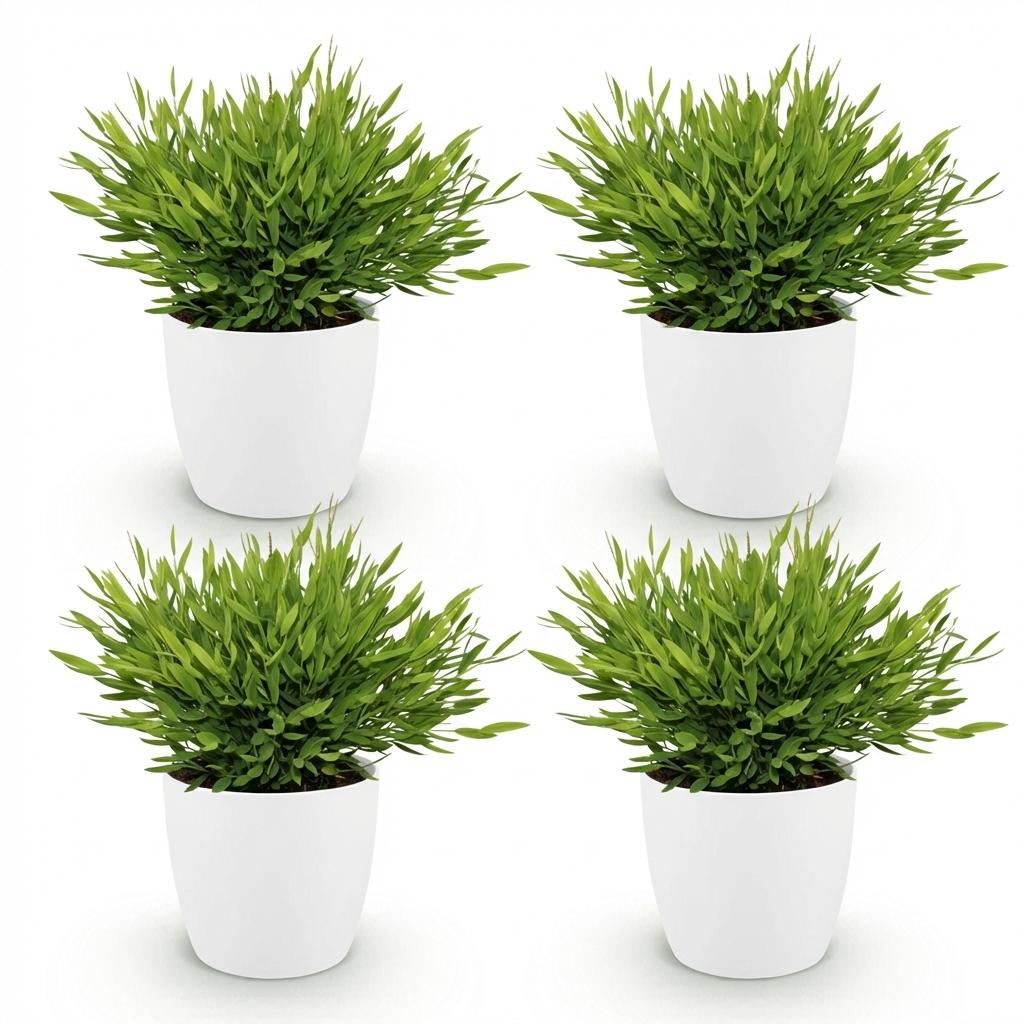 Houseplant - Bamusa Pogonatherum Monica - Bamboo Grass - Pet-Friendly Plant - Green - 4 Plants - with Potter White - Pot 12cm - Height 20cm