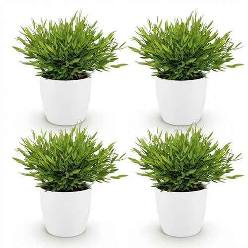 Houseplant - Bamusa Pogonatherum Monica - Bamboo Grass - Pet-Friendly Plant - Green - 4 Plants - with Potter White - Pot 12cm - Height 20cm