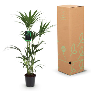 Houseplant - Howea Forsteriana - Kentia Palm - Low Maintenance - Green - 1 Plant - with Basket - Pot 21cm - Height 120-130cm
