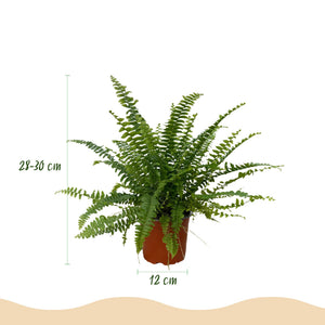 Houseplant - Nephrolepsis exaltata Green Lady - Fern - Pet-Friendly Plant - Green - 4 Plants - with Basket - Pot 12cm - Height 25cm
