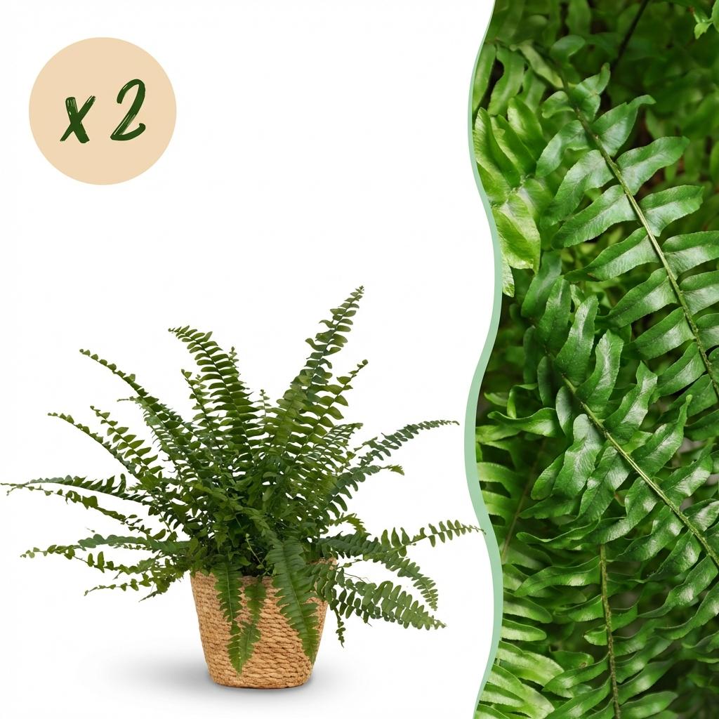 Houseplant - Nephrolepsis exaltata Green Lady - Fern - Pet-Friendly Plant - Green - 2 Plants - with Basket - Pot 12cm - Height 25cm