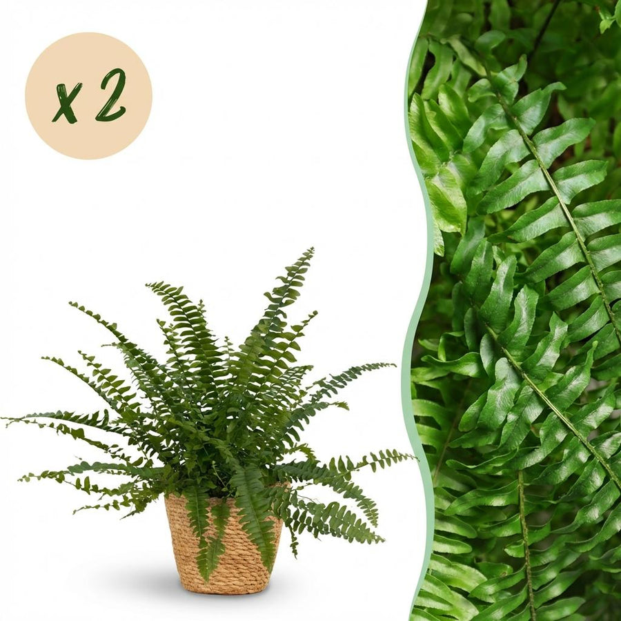 Houseplant - Nephrolepsis exaltata Green Lady - Fern - Pet-Friendly Plant - Green - 2 Plants - with Basket - Pot 12cm - Height 25cm