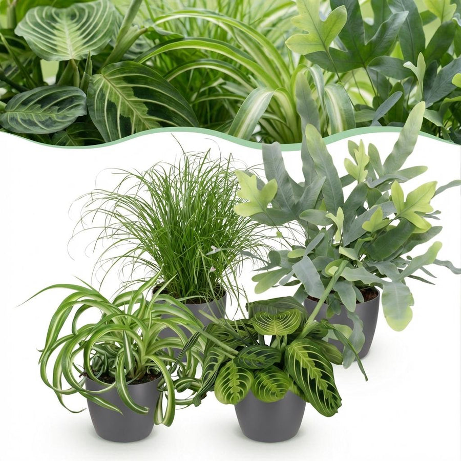 Houseplant - Chlorophytum - Cyperus - Phlebodium - Marantha - Mix of 4 - Pet-Friendly Plants - Green - 4 Plants - with Potter Grey - Pot 12cm - Height 25cm