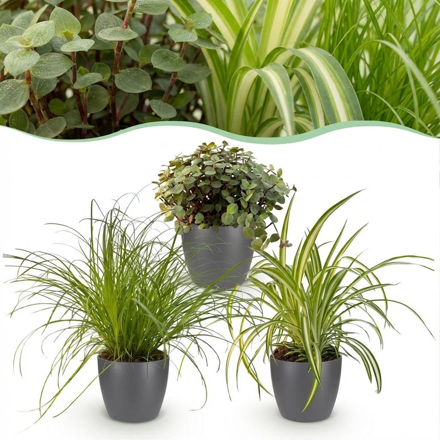 Houseplant - Cyperus - Calissia - Chlorophytum - Mix of 3 - Pet-Friendly Plants - Green - 3 Plants - with Potter Grey - Pot 12cm - Height 20cm