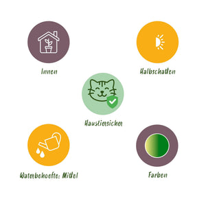 Houseplant - Cyperus - Calissia - Chlorophytum - Mix of 3 - Pet-Friendly Plants - Green - 3 Plants - with Potter White - Pot 12cm - Height 20cm