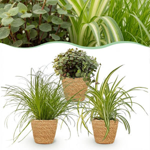 Houseplant - Cyperus - Calissia - Chlorophytum - Mix of 3 - Pet-Friendly Plants - Green - 3 Plants - with Basket - Pot 12cm - Height 20cm