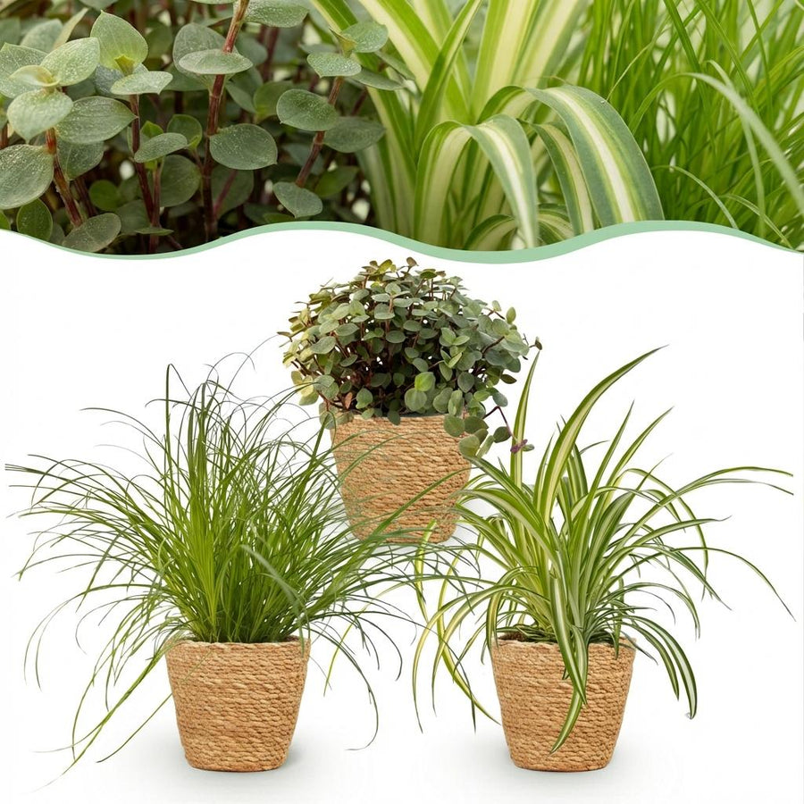 Houseplant - Cyperus - Calissia - Chlorophytum - Mix of 3 - Pet-Friendly Plants - Green - 3 Plants - with Basket - Pot 12cm - Height 20cm