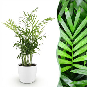 Houseplant - Chamaedorea elegans - Gold Palm - Pet-Friendly Plant - Green - 1 Plant - with Potter White - Pot 12cm - Height 15cm