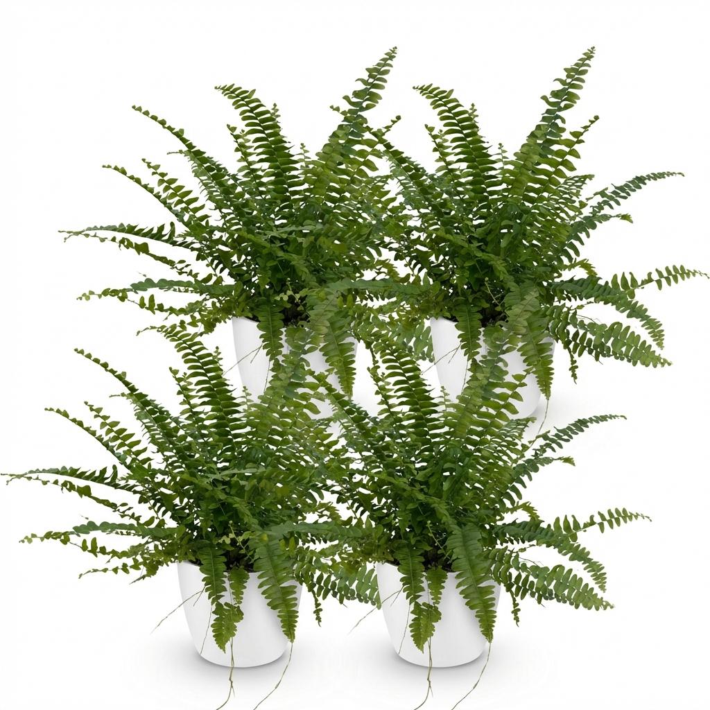 Houseplant - Nephrolepsis exaltata Green Lady - Fern - Pet-Friendly Plant - Green - 4 Plants - with Potter White - Pot 12cm - Height 25cm