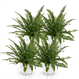 Houseplant - Nephrolepsis exaltata Green Lady - Fern - Pet-Friendly Plant - Green - 4 Plants - with Potter White - Pot 12cm - Height 25cm