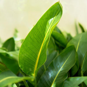 Houseplants - Strelitzia Nicolai - Bird of Paradise - Low maintenance - Green - 1 Plant - with Potter White - Pot 21cm - Height 110-120cm