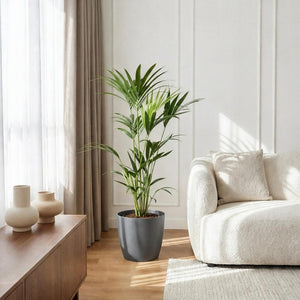 Houseplant - Howea Forsteriana - Kentia Palm - Low Maintenance - Green - 1 Plant - with Potter Grey - Pot 21cm - Height 120-130cm