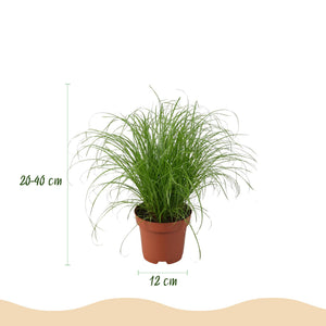 Houseplant - Chlorophytum - Cyperus - Phlebodium - Marantha - Mix of 4 - Pet-Friendly Plants - Green - 4 Plants - with Basket - Pot 12cm - Height 25cm