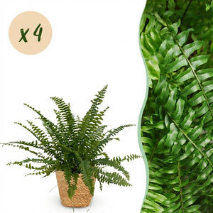 Houseplant - Nephrolepsis exaltata Green Lady - Fern - Pet-Friendly Plant - Green - 4 Plants - with Basket - Pot 12cm - Height 25cm