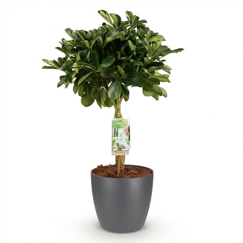 House Plants - Schefflera Gold Capelle - Finger Tree - Low Maintenance - Green - Gold - 1 Plant - with Potter Grey - Pot 21cm - Height 70-81cm