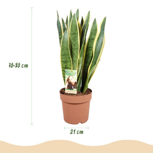 Houseplants - Sansevieria Laurentii - Snake Plant - Low maintenance - Green - yellow - 1 Plant - with Potter White - Pot 21cm - Height 70-80cm