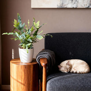 Houseplant - Phlebodium aureum Blue Star - Blue Fern - Pet-Friendly Plant - Blue - 1 Plant - with Potter White - Pot 12cm - Height 25cm