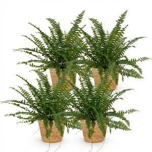 Houseplant - Nephrolepsis exaltata Green Lady - Fern - Pet-Friendly Plant - Green - 4 Plants - with Basket - Pot 12cm - Height 25cm