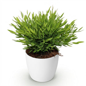 Houseplant - Bamusa Pogonatherum Monica - Bamboo Grass - Pet-Friendly Plant - Green - 1 Plant - with Potter White - Pot 12cm - Height 20cm
