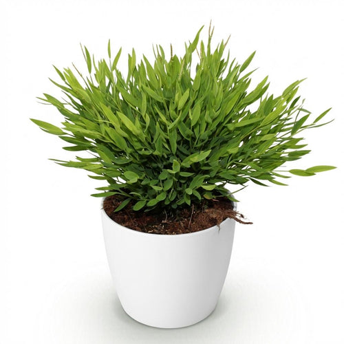 Houseplant - Bamusa Pogonatherum Monica - Bamboo Grass - Pet-Friendly Plant - Green - 1 Plant - with Potter White - Pot 12cm - Height 20cm