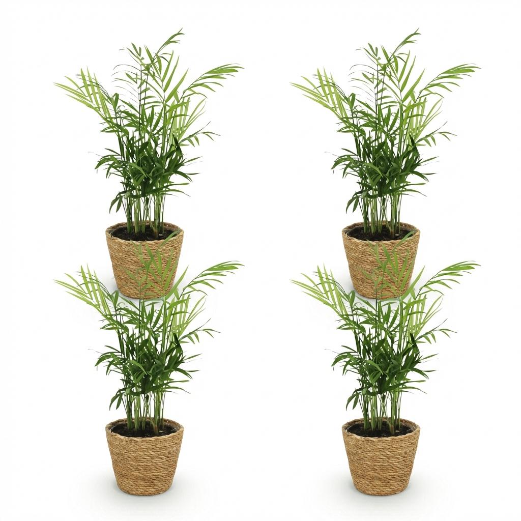 Houseplant - Chamaedorea elegans - Gold Palm - Pet-Friendly Plant - Green - 4 Plants - with Basket - Pot 12cm - Height 15cm