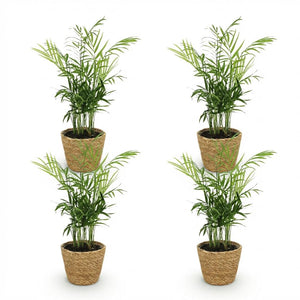 Houseplant - Chamaedorea elegans - Gold Palm - Pet-Friendly Plant - Green - 4 Plants - with Basket - Pot 12cm - Height 15cm