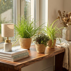 Houseplant - Cyperus - Calissia - Chlorophytum - Mix of 3 - Pet-Friendly Plants - Green - 3 Plants - with Basket - Pot 12cm - Height 20cm
