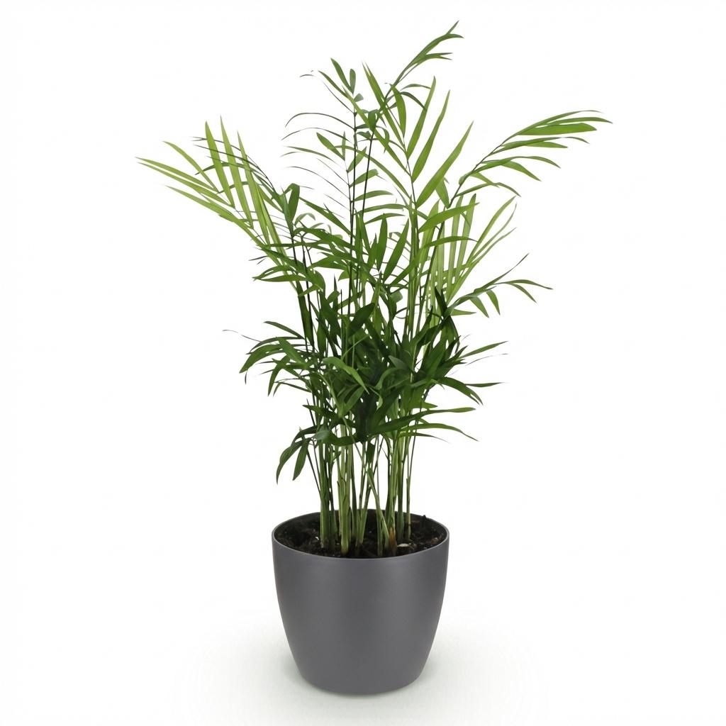 Houseplant - Chamaedorea elegans - Gold Palm - Pet-Friendly Plant - Green - 1 Plant - with Potter Grey - Pot 12cm - Height 15cm