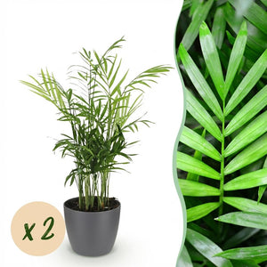 Houseplant - Chamaedorea elegans - Gold Palm - Pet-Friendly Plant - Green - 2 Plants - with Potter Grey - Pot 12cm - Height 15cm
