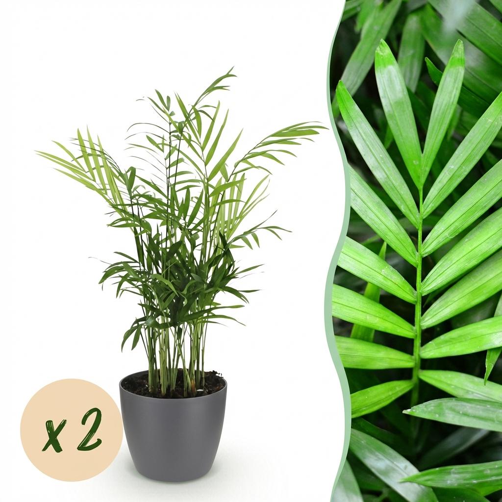 Houseplant - Chamaedorea elegans - Gold Palm - Pet-Friendly Plant - Green - 2 Plants - with Potter Grey - Pot 12cm - Height 15cm