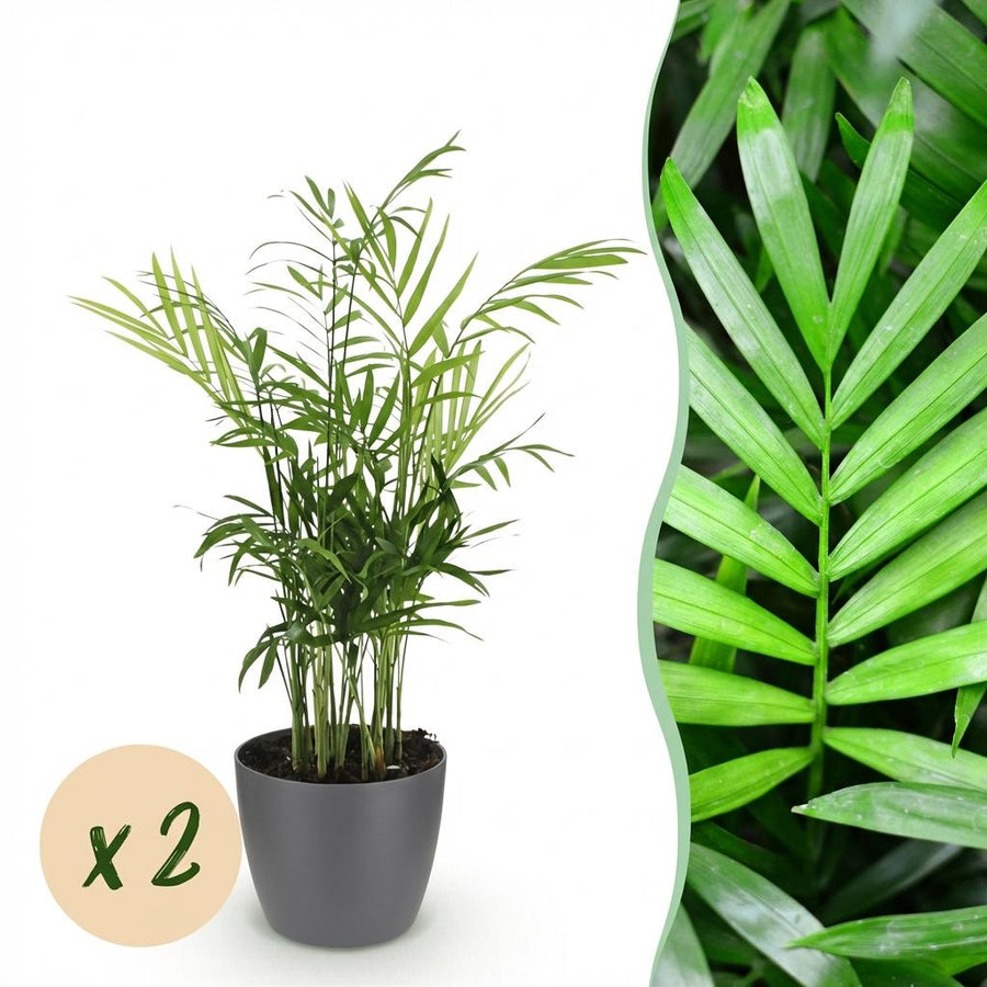 Houseplant - Chamaedorea elegans - Gold Palm - Pet-Friendly Plant - Green - 2 Plants - with Potter Grey - Pot 12cm - Height 15cm