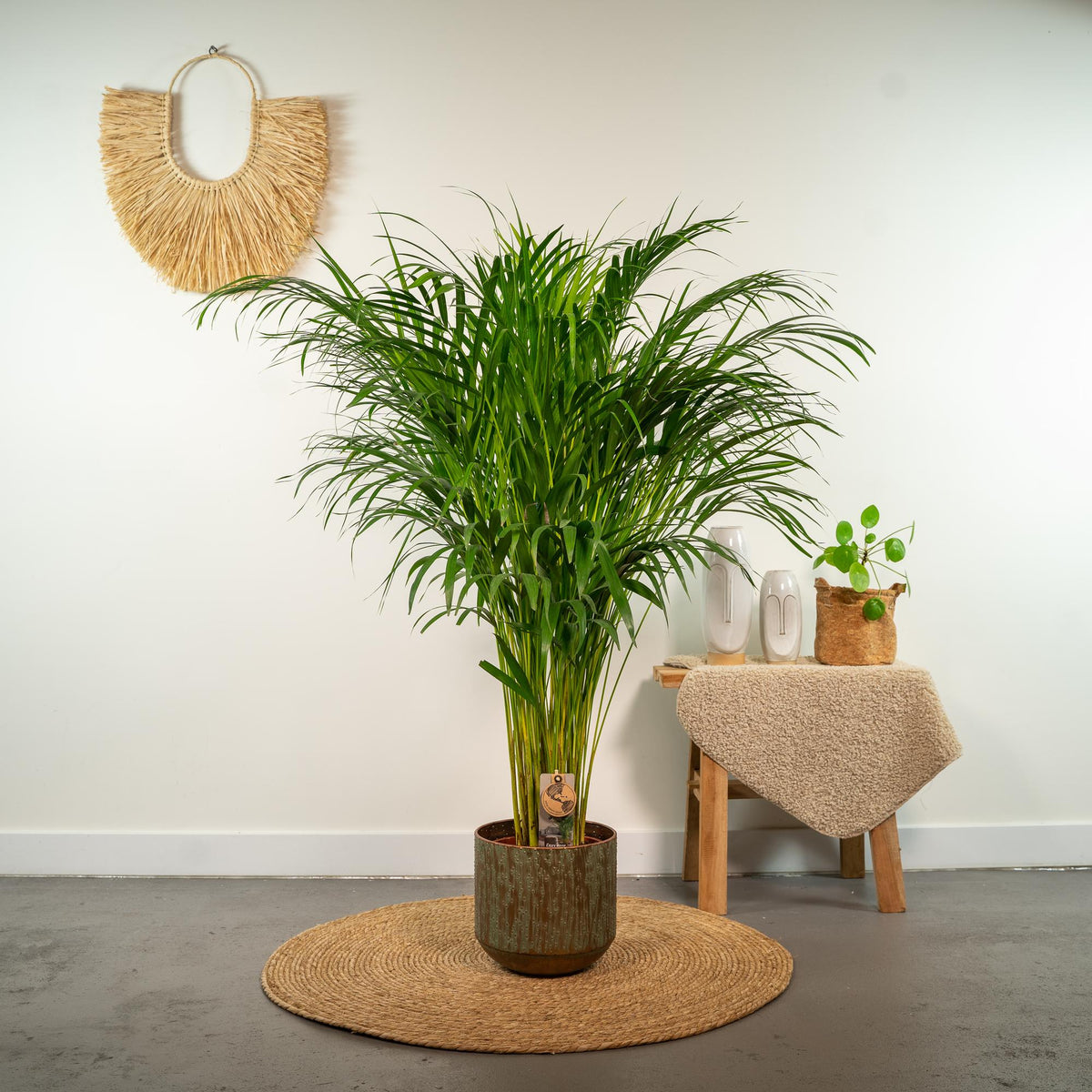 Areca palm - Ø21cm - ↕100cm