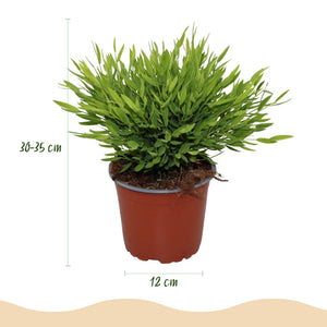 Houseplant - Bamusa Pogonatherum Monica - Bamboo Grass - Pet-Friendly Plant - Green - 2 Plants - with Potter Grey - Pot 12cm - Height 20cm