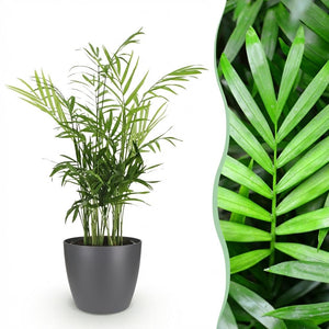 Houseplant - Chamaedorea elegans - Gold Palm - Pet-Friendly Plant - Green - 1 Plant - with Potter Grey - Pot 12cm - Height 15cm