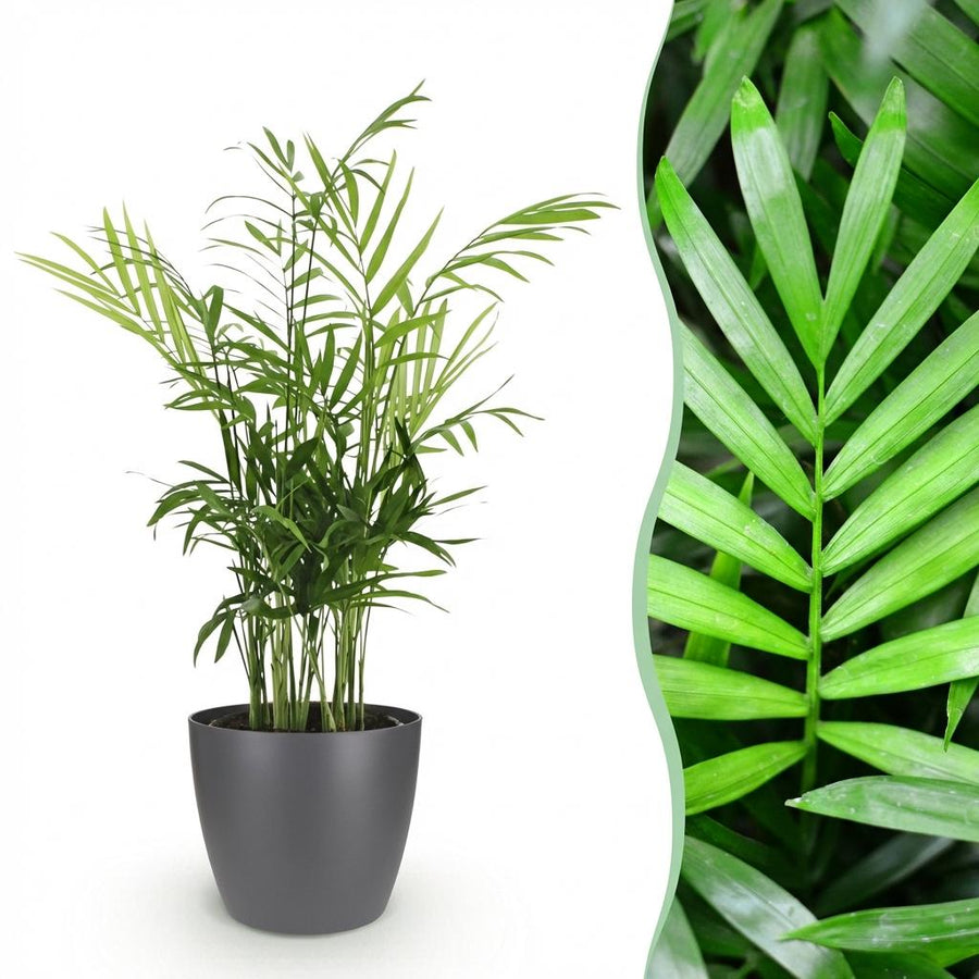 Houseplant - Chamaedorea elegans - Gold Palm - Pet-Friendly Plant - Green - 1 Plant - with Potter Grey - Pot 12cm - Height 15cm