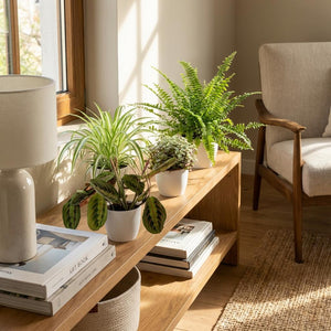 Houseplant - Chlorophytum - Maranta - Calissia - Nephrolepsis - Mix of 4 - Pet-Friendly Plants - Green - 4 Plants - with Potter White - Pot 12cm - Height 25cm