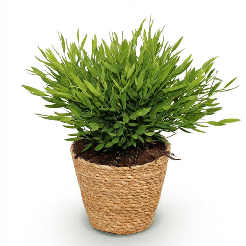 Houseplant - Bamusa Pogonatherum Monica - Bamboo Grass - Pet-Friendly Plant - Green - 1 Plant - with Basket - Pot 12cm - Height 20cm